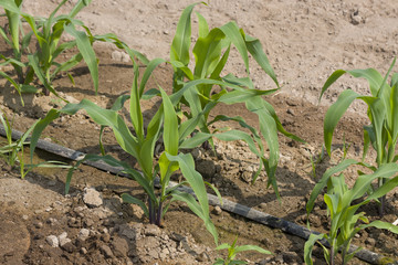 shoots of young corn in the field (Peru)