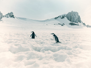 chinstrap penguins in ice and snow