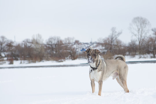 friendly dog to walk on snow in winter Park