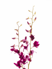 dendrobium tropical orchids