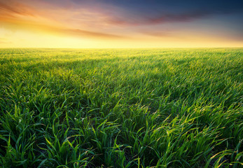 Grass on the field during sunrise. Agricultural landscape in the summer time