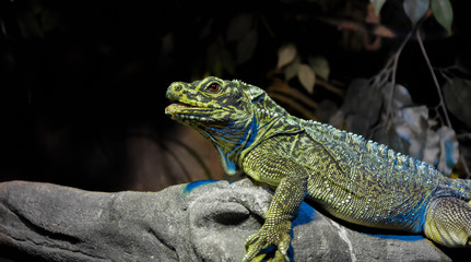 Green Lizard in Blue Light