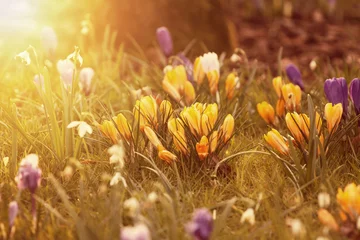Crédence de cuisine en verre imprimé Crocus Crocus flowers in the sunshine