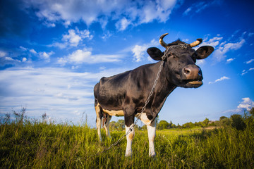 Black and white cow grazing on the meadow