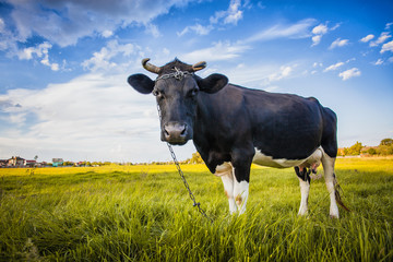 Black and white cow grazing on the meadow