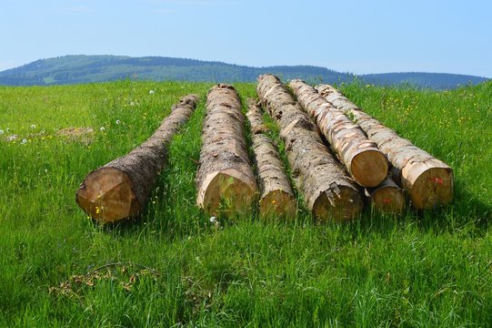 Baumst&auml;mme