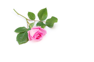 Fototapeta premium Rose