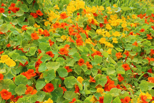 ナスタチウム Images Browse 235 Stock Photos Vectors And Video Adobe Stock ナスタチウム Images Browse 235 Stock Photos Vectors And Video Adobe Stock