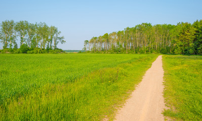 Path through a field in sunlight in spring