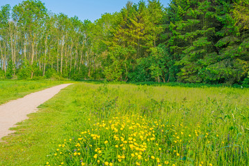 Path through a field in sunlight in spring