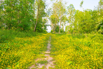 Wild flowers in a field in spring