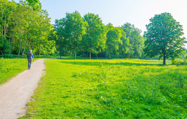 Path through a field in sunlight in spring