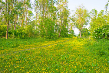 Wild flowers in a field in spring