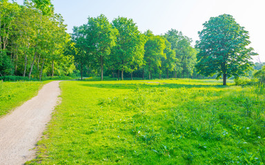 Path through a field in sunlight in spring