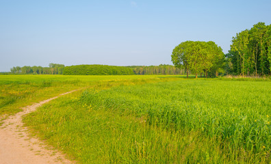 Path through a field in sunlight in spring