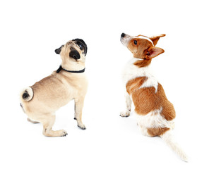 Two  dogs together, view from the back, isolated on white