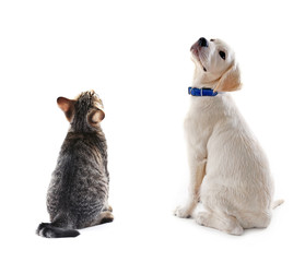 Cat and dog together, view from the back, isolated on white