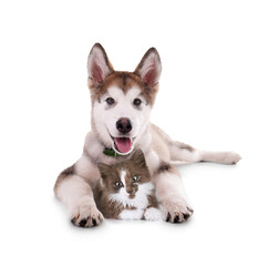 Cat and dog together, isolated on white