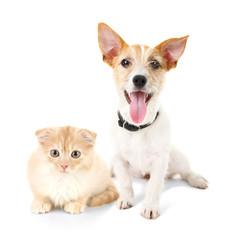 Cat and dog together, isolated on white