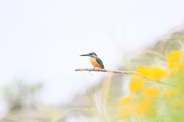 水辺のカワセミ