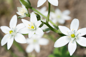 Fototapeta premium Close up of star-of-Bethlehem flowers with blurred background