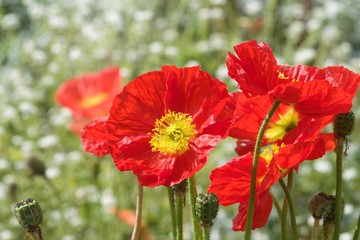 Obraz premium red poppies close up in flowers field