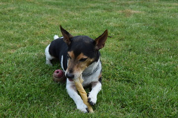 Jack Russel