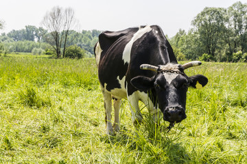 Cattle - Bos taurus taurus.