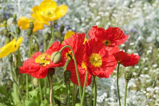 stalks of yellow and red poppies in a spring day