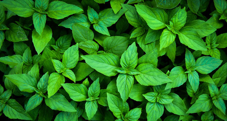 Fototapeta na wymiar Basil leaves background.Fresh organic basilic leaves.Fresh basil leaves close up