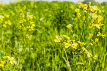 Raphanus raphanistrum (wild radish, jointed charlock).