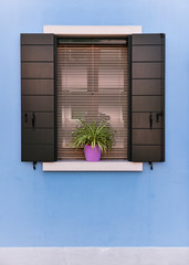 Window and Plant 