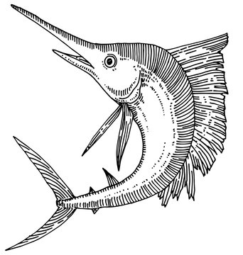 recommend clip art: Swordfish
