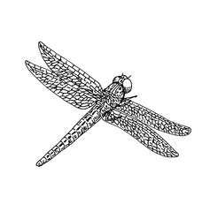 Dragonfly