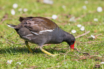 Teichralle oder Teichhuhn (Gallinula chloropus)