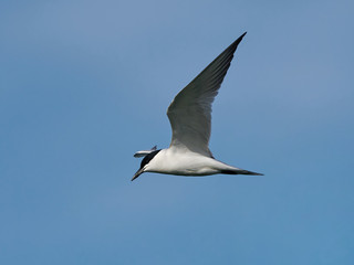 Fototapeta na wymiar Gull-billed tern (Gelochelidon nilotica)