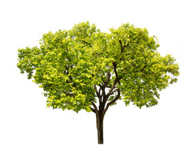 Obraz premium Isolated tree on white background