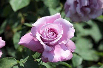 紫のバラ