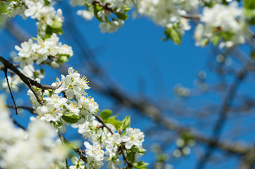 Obraz premium Flowering plum tree against the blue sky