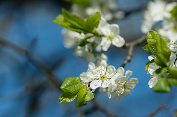 Flowers on a plum tree close up