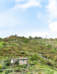 Green Italian Landscape 