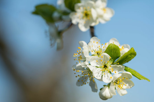 Flowers on a plum tree close up