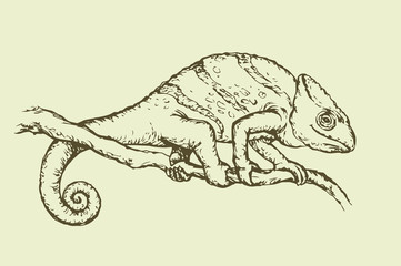 Chameleon. Vector drawing