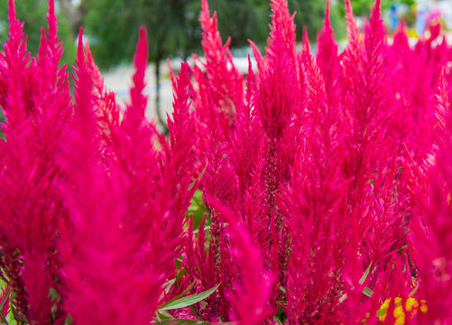 Pampas grass, ornamental, gynerium argenteum, with burgundy silky panicle.