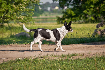 Piesek