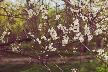 Cherry blossom in spring