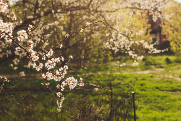 Cherry blossom in spring