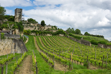 Fototapeta na wymiar Vineyards of Saint-Emilion