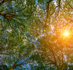 Sun ray through the trees