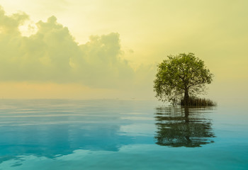 Fototapeta na wymiar Scenic view of lonely mangrove apple with reflection in the sea. Yellow and blue tone color image